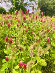 赤い花のある風景