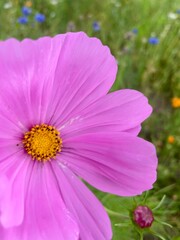 ピンク色のコスモスが咲いています