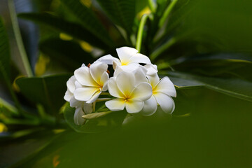 Plumeria Flower with leaf