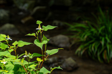 川辺に咲くドクダミの花