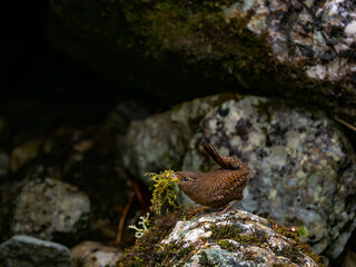 森の中で巣材の苔をくわえて運んでいるミソサザイ