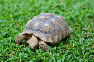 Sucata tortoise on the ground