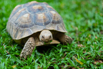 Sucata tortoise on the ground