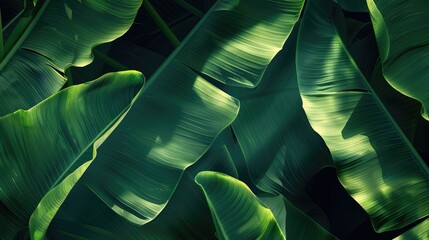 Obraz premium Green banana leaf background with light and shadow