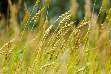 キラキラ黄金色に色づきはじめた小麦の穂が風にそよぐ巣がすがすがしい光景