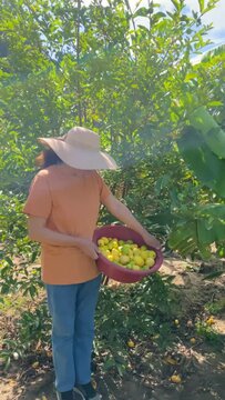Mature woman inspecting fruit, then looking up at the camera. Fixed shot on a hot summer day