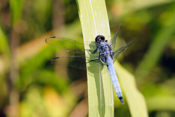 羽を休めるオオシオカラトンボのオス（自然光＋望遠マクロ接写）
