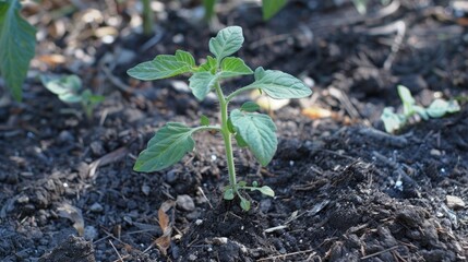 Seedling with green tomato foliage emerging from the ground