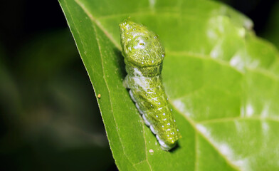 Fourth instar larva of the Great Mormon (Nagasakiageha, Papilio memnon) butterfly molting to its final stage in the forest (Wildlife closeup macro photograph)
