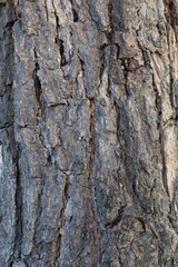 bark of a tree