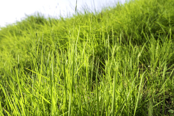 Fresh green grass