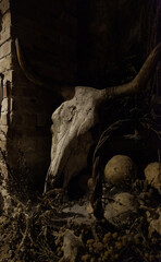 Dead goat skull