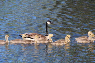 Canadian Goose Family, U of A Botanic Gardens, Devon, Alberta
