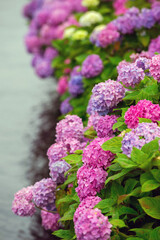 雨に濡れる紫陽花