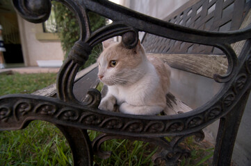 cat sitting peacefully on a garden bench at home in the front yard, concept of animals and pets within a family