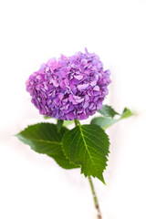 vibrant purple hydrangea flower on an isolated white background