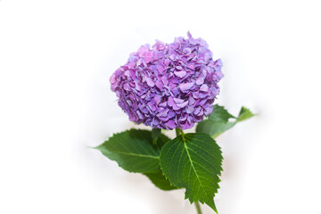 vibrant purple hydrangea flower on an isolated white background