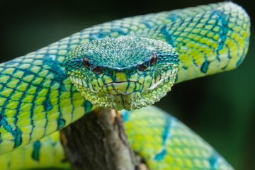 viper tropidolaemus subannulatus was staring intently at its prey