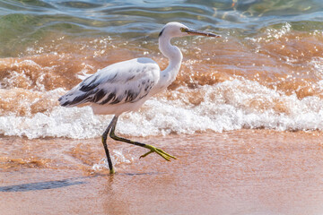 White Western Reef Heron (Egretta gularis) at Sharm el-Sheikh beach, Sinai, Egypt