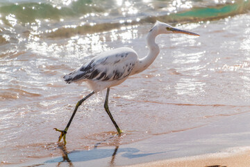 White Western Reef Heron (Egretta gularis) at Sharm el-Sheikh beach, Sinai, Egypt