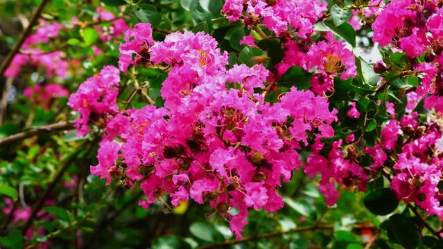 Bees flying and feeding on blooming Pink Crepe myrtle flowers or Lagerstroemia indica in rainy season, Thailand.