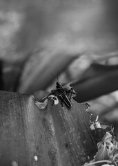 Insects, grasshoppers. 