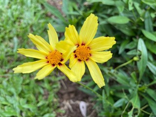 Lance-leaved coreopsis Both flowers have yellow petals and a small amount of red cloned flowers. The middle part is orange. This picture is a photograph.