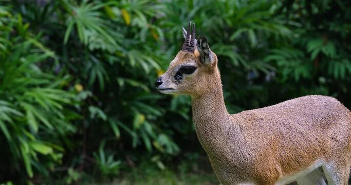 Klipspringer jumping off of a Rock. Vietnam Phu Quoc Island Safari