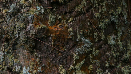 Tree background texture with an orange moss