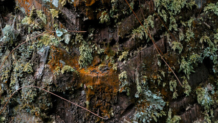 Tree background texture with an orange moss