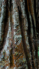 Intricate wood grain texture, nature's fingerprint revealed in a stunning close-up, perfect for design projects