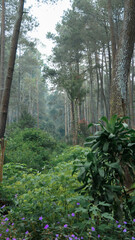 Green rain forest in Jayagiri, Indonesia