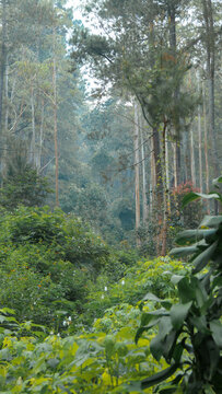 Green rain forest in Jayagiri, Indonesia