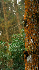 Intricate wood grain texture, nature's fingerprint revealed in a stunning close-up, perfect for design projects