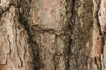 Close-up of rough, textured tree bark with various shades of brown and gray, showing intricate patterns and natural cracks.
