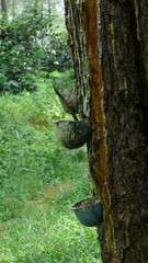 Amidst lush trees, a rhythmic dance of tapping rubber, nature's bounty yielding liquid gold