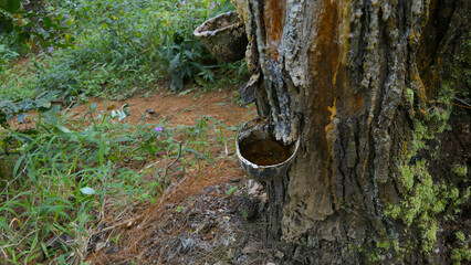 Amidst lush trees, a rhythmic dance of tapping rubber, nature's bounty yielding liquid gold