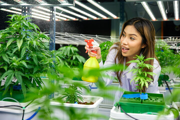 female scientist using aerosol can and watering spray to cannabis plants in the greenhouse