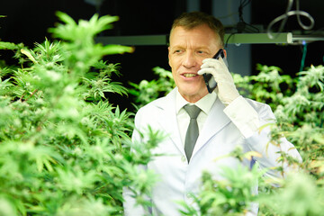 senior scientist talking on smartphone and looking cannabis plants in greenhouse