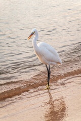 Great egret (Ardea alba), a medium-sized white heron fishing on the sea beach