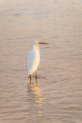 Great egret (Ardea alba), a medium-sized white heron fishing on the sea beach