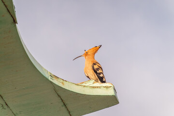 Eurasian hoopoe or Common hoopoe (Upupa epops) bird close-up on cloudy sky background © Dmitrii Potashkin