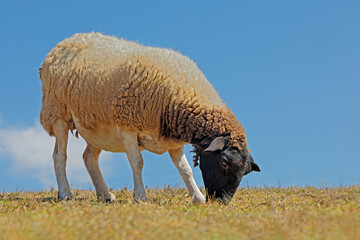 Obraz premium A free-range dorper sheep grazing in native grassland on a rural South African farm.