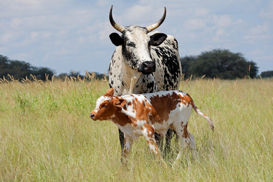 A nguni cow - indigenous cattle breed of South Africa - with a small calf.