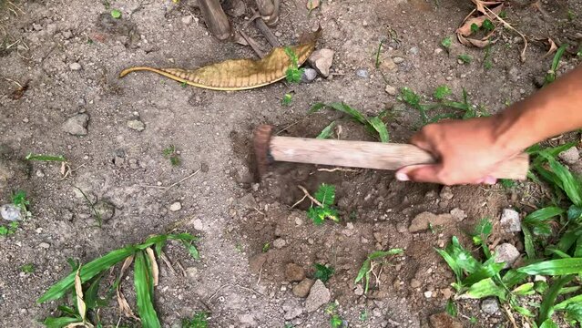 Digging Hole in Soil with Hammer. Close-up of hand using hammer to dig a hole in the ground, for planting or construction and bury animal waste in a garden.