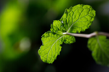 Fresh organic mint on rustic black stone table background. Selective focus.