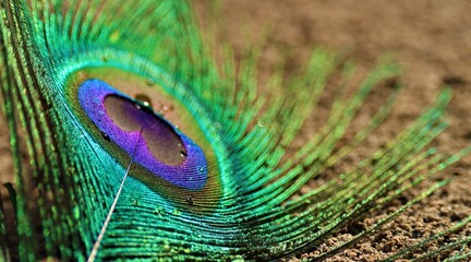 Naklejka premium Feather closeup, Selective focus. Peacock feather isolated.