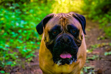 Fototapeta premium 2024-06-07 A STRAIGHT ON SHOT OF A FAWN COLORED BULLMASTIFF WITH BRIGHT EYES OPEN MPUTH AND A FOREST BACKGROUND ON MERCER ISLAND WASHINGTON