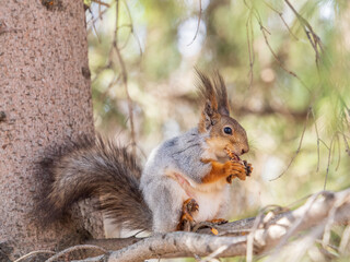 The squirrel with nut sits on a branches in the spring or summer.
