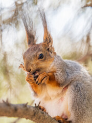 The squirrel with nut sits on a branches in the spring or summer.
